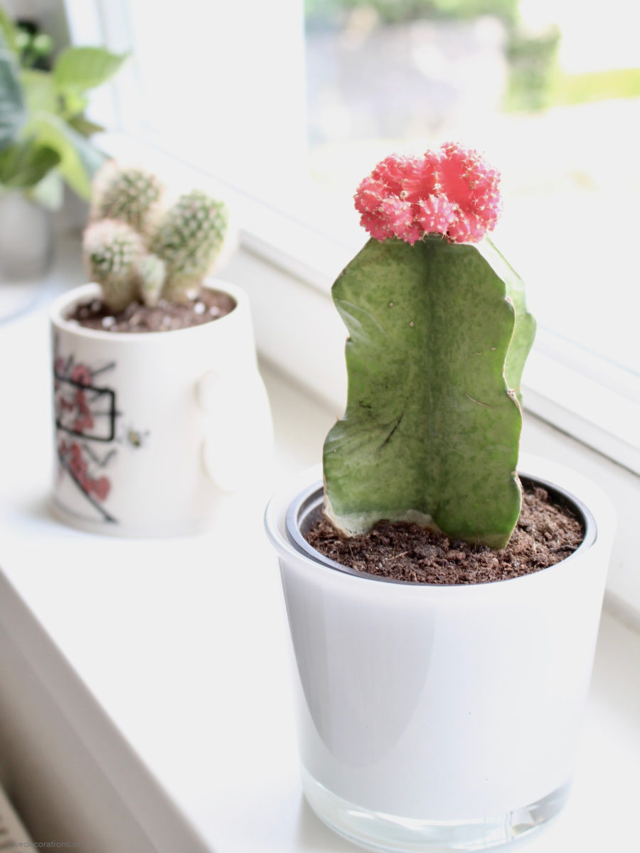 How to Repot a Cactus | DIY Kaktus umpflanzen